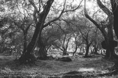 Corfu, Greece. A forest of trees that resembles an abandoned jungle with dead trees through which summer shines clipart