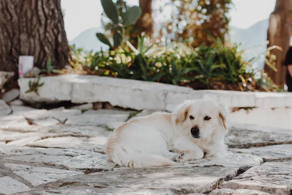 Cão Branco Deitado Caminho Concreto Sol Quente Perto Árvores Verdes — Fotografia de Stock