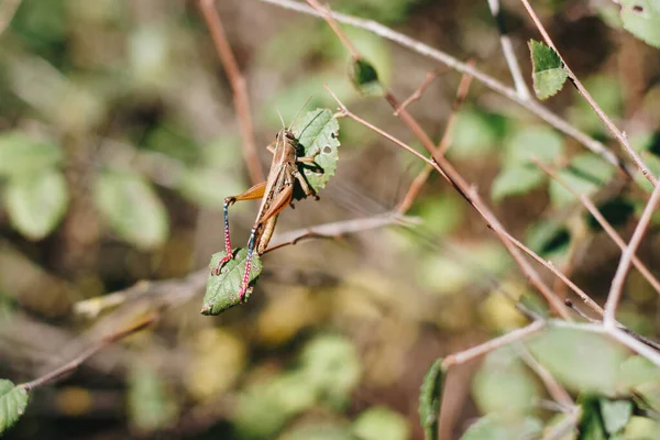 Close Giant Grasshopper Sitting Green Leaves — Stock Photo, Image