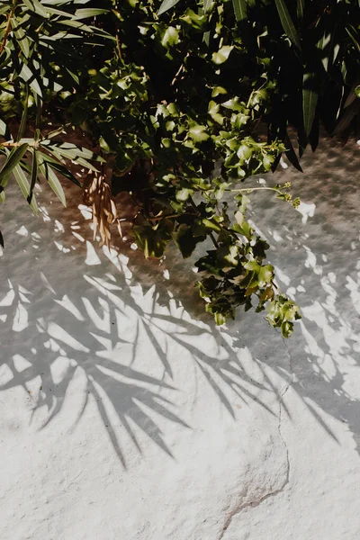 Gyönyörű Árnyékok Egy Fehér Kőfalon Lehullanak Zöld Növényekről Nyári Napsütésre — Stock Fotó