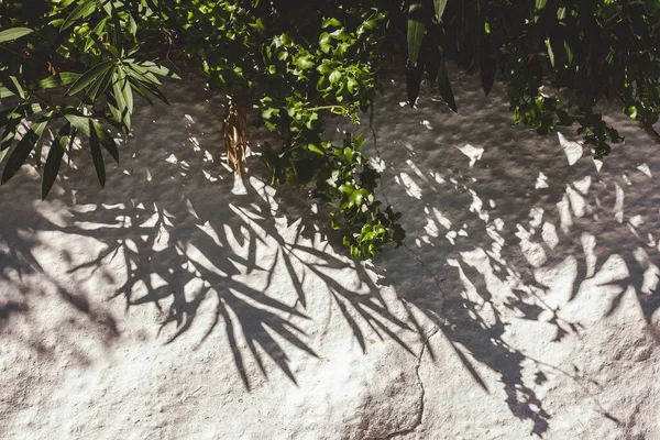 Gyönyörű Árnyékok Egy Fehér Falon Lehulló Zöld Növények Világít Nyári — Stock Fotó