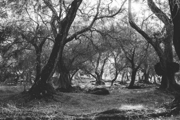 Korfu Yunanistan Terk Edilmiş Bir Ormanı Andıran Ağaçlardan Oluşan Bir — Stok fotoğraf