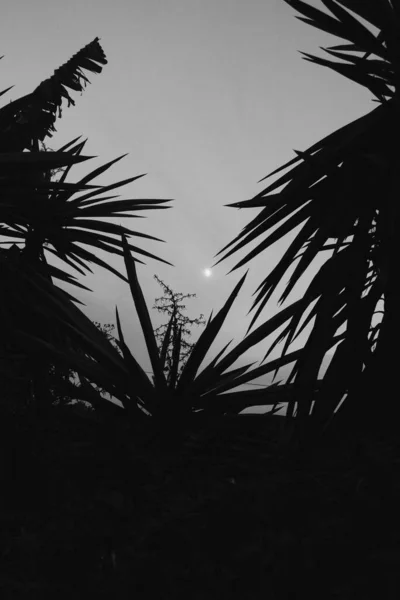Σιλουέτα Από Φύλλα Φοίνικα Στον Ουρανό Όπου Λάμπει Λαμπερός Ήλιος — Φωτογραφία Αρχείου