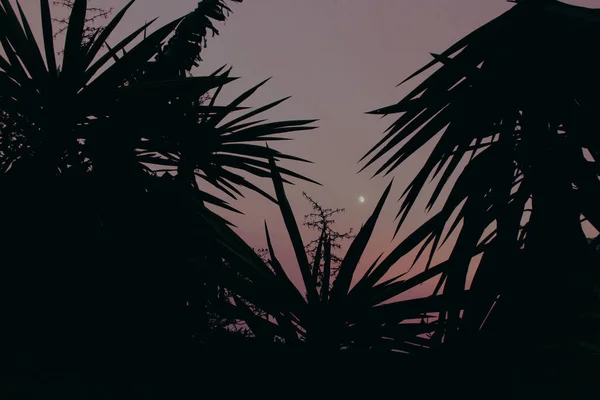 이비치는 하늘을 배경으로 야자나무 잎으로 실루엣 — 스톡 사진