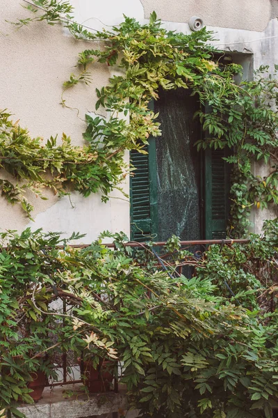 Corfu, Greece. house wall with green wooden window shutters. the wall of the house is overgrown with green plants.