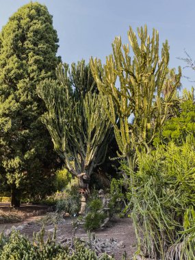 Mavi gökyüzünün altında yeşil ağaçlar ve bitkiler olan park.