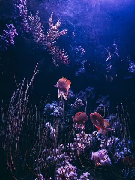 Underwater Photo Three Orange Fish Swim Aquarium Aquatic Plants Blue — Stock Photo, Image