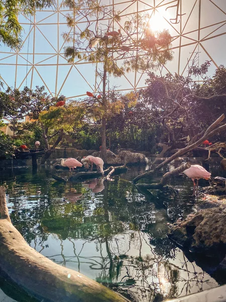 Rózsaszín Pelikánok Madarak Állnak Vízben Ülnek Fák Füves Levelek Egy — Stock Fotó