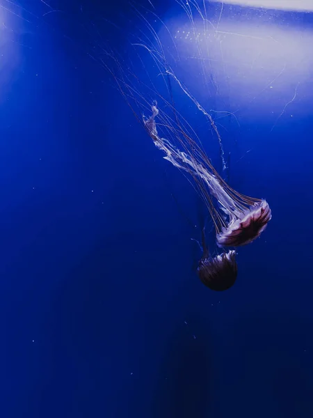 Podvodní Fotka Dvě Medúzy Plavající Modré Vodě — Stock fotografie