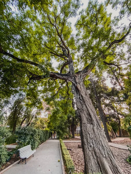 Τεράστιο Δέντρο Πράσινα Φύλλα Πάρκο Δίπλα Τουριστικό Τσιμεντένιο Μονοπάτι Ξύλινο — Φωτογραφία Αρχείου