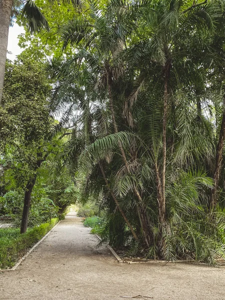 Парк Зелеными Растениями Пальмами Песчаная Дорожка Туристов Посетителей Бетонными Краями — стоковое фото