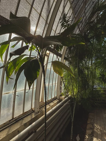 Közelkép Egy Zöld Növényről Egy Üvegházban Ahol Nap Átsüt Üvegen — Stock Fotó