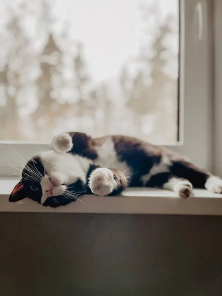 黑猫的脖子和肚子都是白色的 它躺在一个白色塑料窗台上 背上有抬起的爪子 — 图库照片