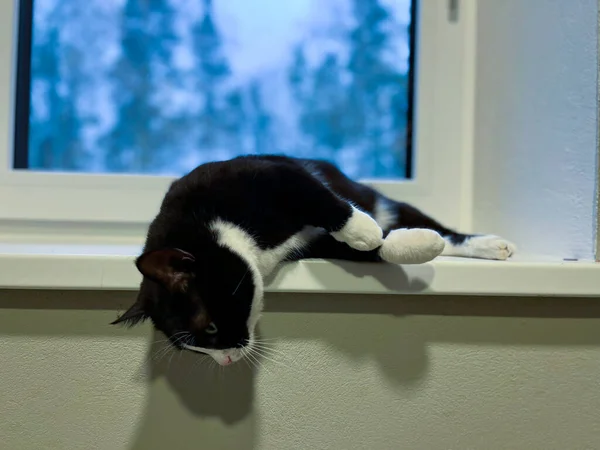 Gato Preto Com Pescoço Branco Barriga Está Deitado Peitoril Janela — Fotografia de Stock