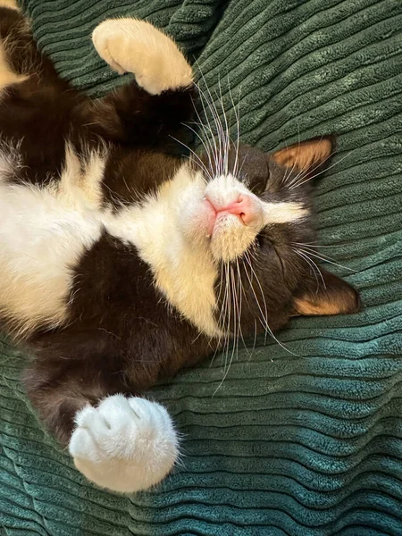 고양이가 담요에 공중에 고양이는 보이는 — 스톡 사진