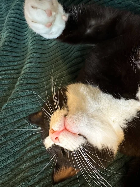 白色的腹部和爪子躺在空中 爪子放在绿色的毛毯里 这只猫有明显的牙齿 — 图库照片