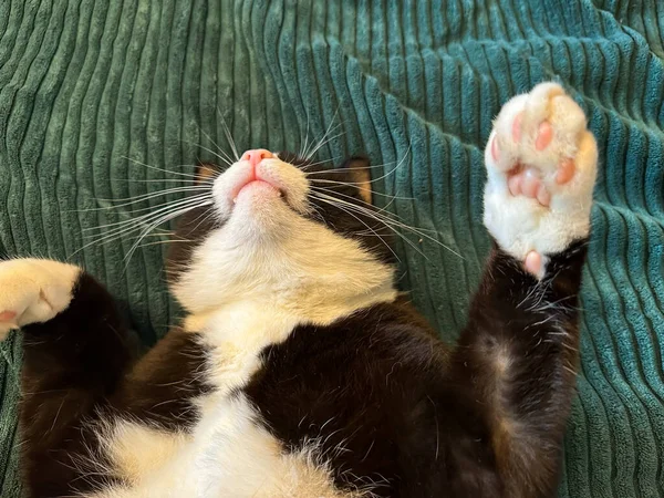 Μαύρη Γάτα Λευκή Κοιλιά Και Πατούσες Είναι Ξαπλωμένη Πόδια Της — Φωτογραφία Αρχείου
