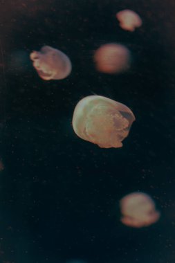 Koyu mavi okyanus suyunda dans eden turuncu denizanası..