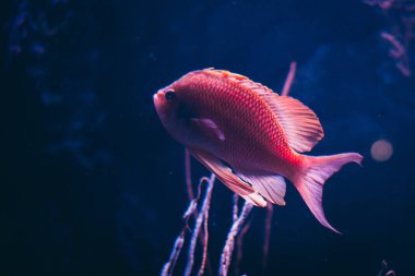 Akvaryum tatlı su balığı suyun altında yüzüyor.