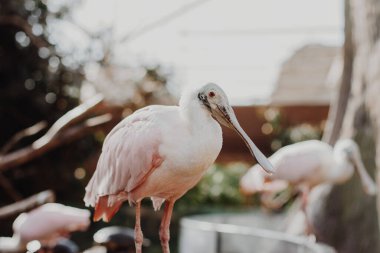 Pembe, kırmızı gözlü pelikan kuşu güneşli bir yaz gününde parktaki bir ağaç dalında oturur..