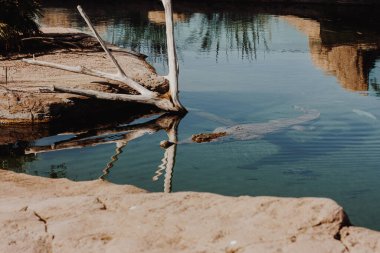Amerikan Timsahı, Tarcoles Nehri, Kosta Rika. Tehlikeli timsah bataklıkta yüzüyor.