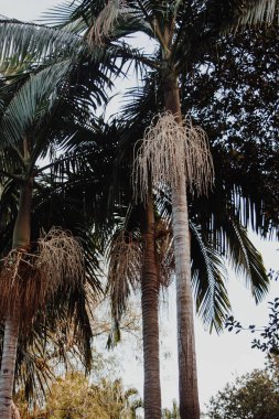 Aşağıdan mavi gökyüzü olan yeşil palmiye ağaçlarına yakın çekim.