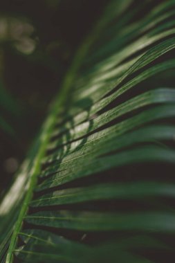 Üzerinde güneş parlayan yeşil bir yaprağın makro fotoğrafı..