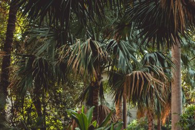 Yaz güneşinin parladığı yeşil yapraklı büyük ağaçlarla dolu bir park..