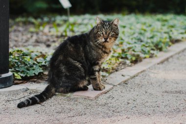 Kahverengi kedi, kaldırım taşlarıyla çevrili bir yayanın yanındaki parkta bir çiçek tarhında oturuyor..