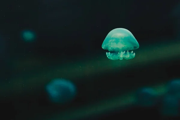 White Jellyfish Dancing Dark Blue Ocean Water — Stock Photo, Image