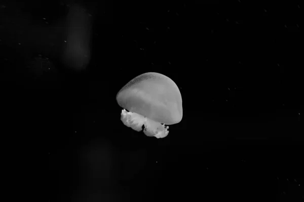 White Jellyfish Dancing Dark Blue Ocean Water — Stock Photo, Image