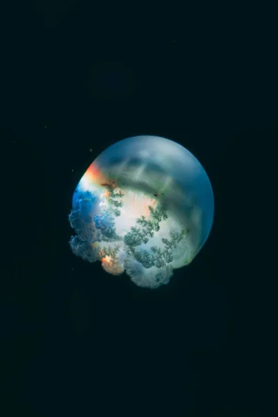 Bílá Medúza Tančící Tmavě Modré Oceánské Vodě — Stock fotografie