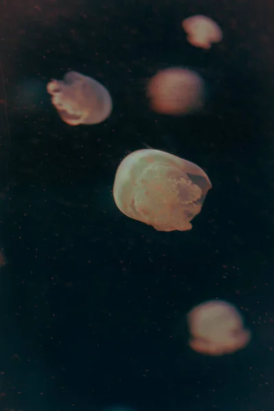 Оранжевые Медузы Танцуют Темной Голубой Океанской Воде — стоковое фото