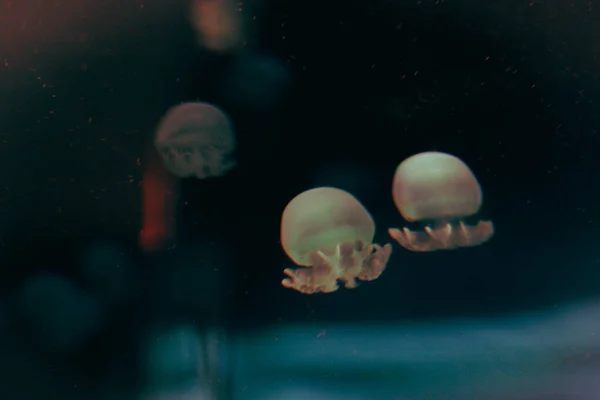 Orange Jellyfish Dancing Dark Blue Ocean Water — Stock Photo, Image