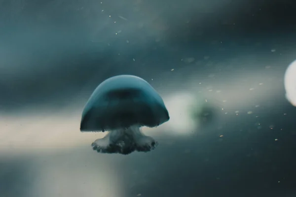 Біла Медуза Темно Синій Океанічній Воді — стокове фото