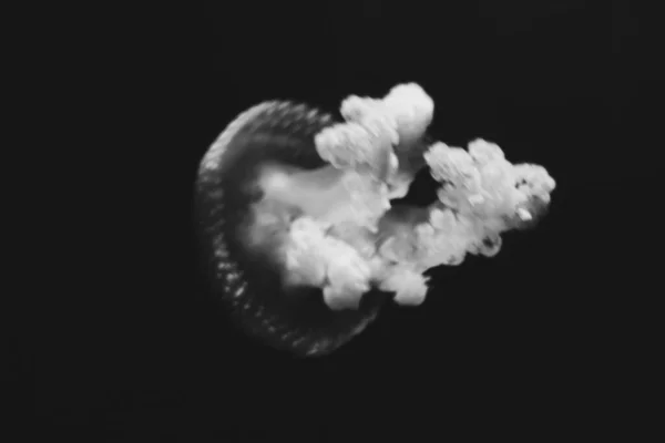 Weiße Quallen Tanzen Dunkelblauem Meerwasser — Stockfoto