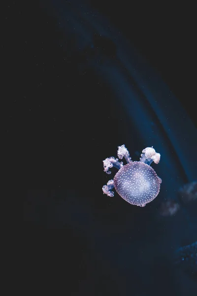 Fialová Medúza Nohama Plovoucíma Modré Vodě Detailní Záběr Medúza Bílými — Stock fotografie