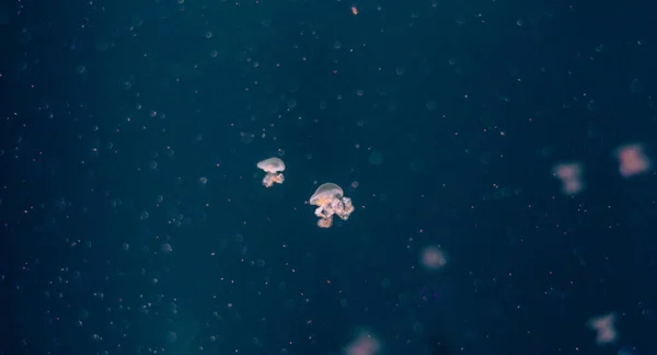 濃い青の海の水で白いクラゲのダンス — ストック写真