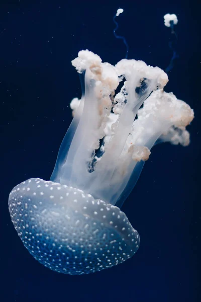 Beyaz Denizanası Koyu Mavi Okyanus Suyunda Dans Eder — Stok fotoğraf