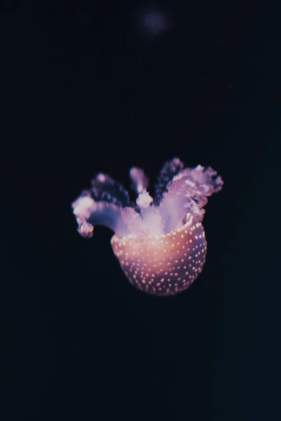 Medusas Moradas Bailan Agua Del Océano Azul Oscuro —  Fotos de Stock