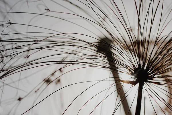 Крупний План Макро Фотографія Рослини Чорних Стебел Силуеті Білому Тлі — стокове фото