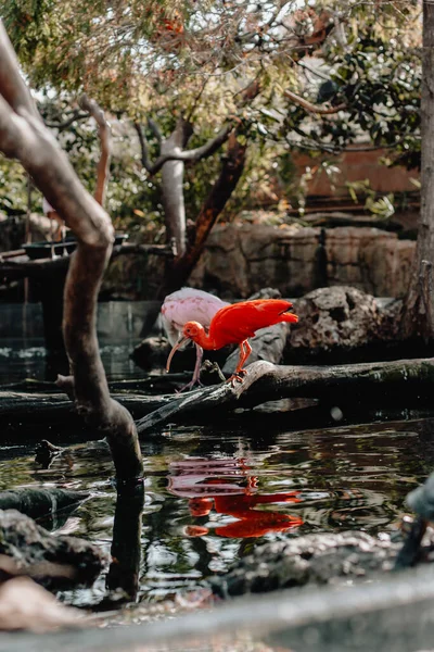 Pembe Pelikan Yeşil Ağaçlı Bir Parkta Suyun Içinde Ölü Bir — Stok fotoğraf