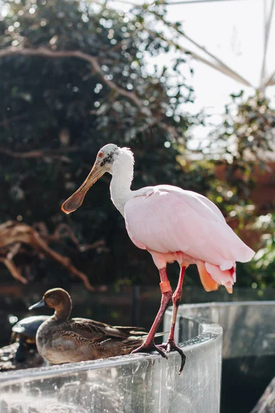 pink pelican sitting on a concrete ledge in a park next to a brown duck in the water.