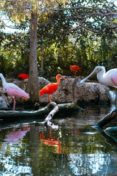 Pembe Beyaz Pelikanlar Yeşil Ağaçlar Mavi Gökyüzü Olan Turistik Parklarda — Stok fotoğraf