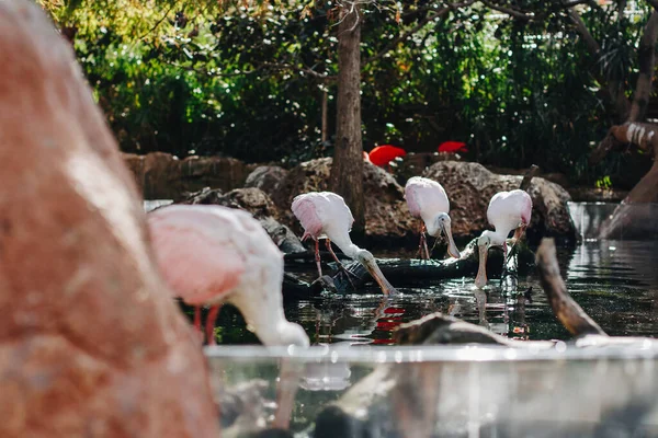 Pinkfarbene Und Weiße Pelikane Stehen Mit Gesenkten Köpfen Auf Einem — Stockfoto