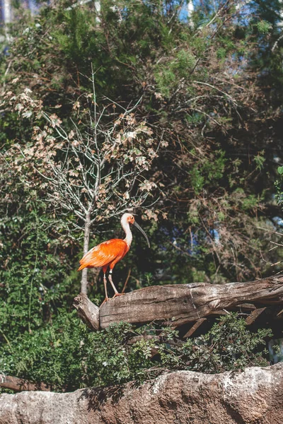 Pássaro Pelicano Rosa Vermelho Sentado Tronco Árvore Morta Lado Árvores — Fotografia de Stock