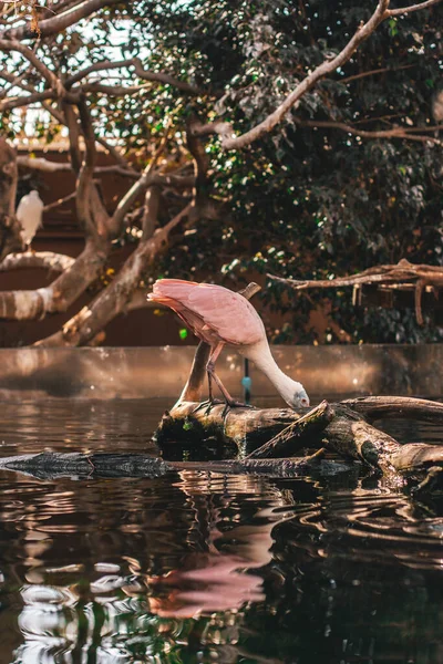 Pinkfarbene Und Weiße Pelikane Stehen Mit Gesenkten Köpfen Auf Einem — Stockfoto