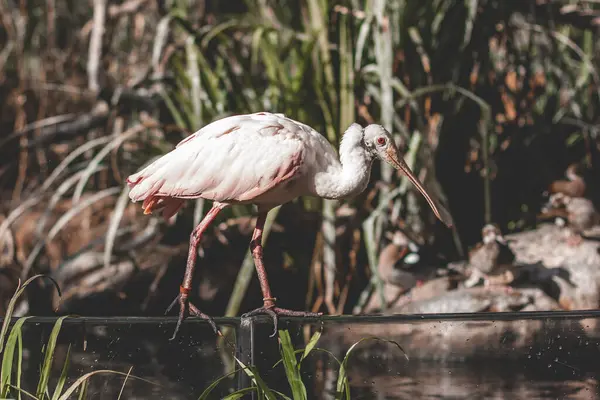 Nahaufnahme Ein Weißer Pelikan Mit Roten Augen Steht Rande Eines — Stockfoto