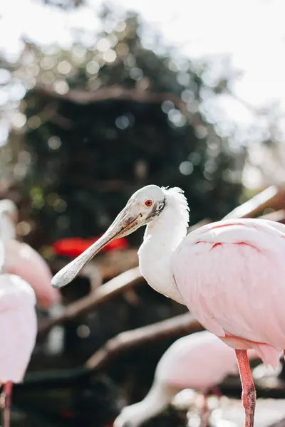Nahaufnahme Eines Rosafarbenen Pelikans Mit Roten Augen Mit Ausgeprägtem Bokeh — Stockfoto