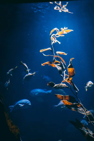 Close Uma Planta Água Água Azul Com Peixes Nadando Nele — Fotografia de Stock